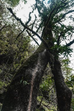 Nepal 'in Gandaki Eyaleti' ndeki Annapurna Ana Kampı yürüyüş rotası boyunca manzaralı orman patikası. Bereketli yeşillik, taş basamaklar ve huzurlu Himalaya vahşi doğası Güney Asya 'da sakin bir macera manzarası yaratır..