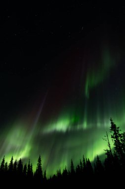 Aurora Borealis, Kuzey Boreal Ormanı 'nın mistik gece ışıkları.