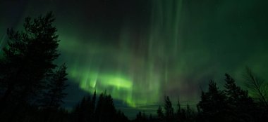 Aurora Borealis, Kuzey Boreal Ormanı 'nın mistik gece ışıkları.