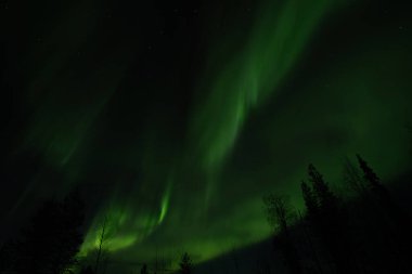 Aurora Borealis, Kuzey Boreal Ormanı 'nın mistik gece ışıkları.