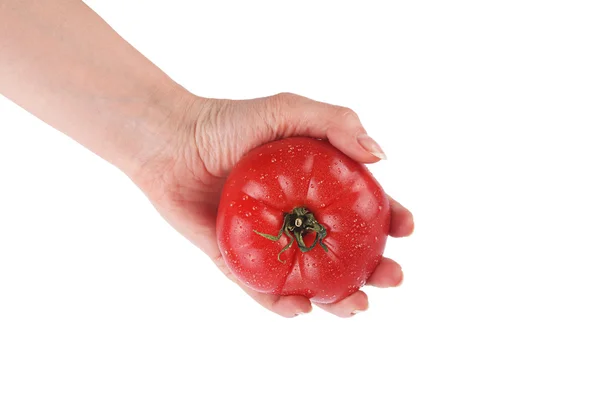 Świeży pomidor czerwony w ręku — Zdjęcie stockowe