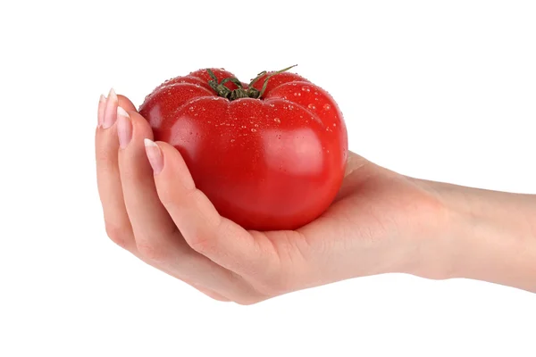 手で赤いトマト — ストック写真