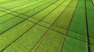 Bereketli yeşil tarım araştırma alanlarının güzel hava perspektifi düzgün, geometrik desenlerde ekilen tahıl ekinleri hassas tarımı ve sürdürülebilir gıda üretimini temsil ediyor.