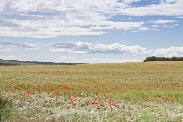 Campo de trigo con amapolas — Photo