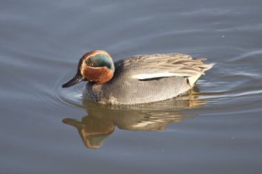 cerceta comun nadando