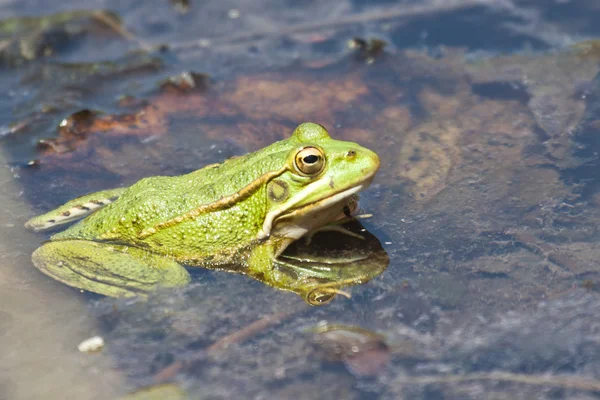 Zweifarbig Rosa-Amarilla y Rosa — Stockfoto