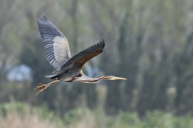Garza'nın imparatorluk volando