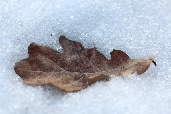 Suchych liści dębu w śniegu — Zdjęcie stockowe