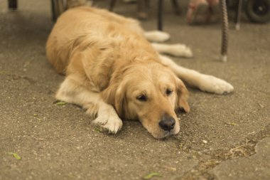 Altın labrador uzan