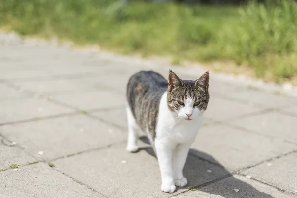 Cat promenad på gatan — Stockfoto