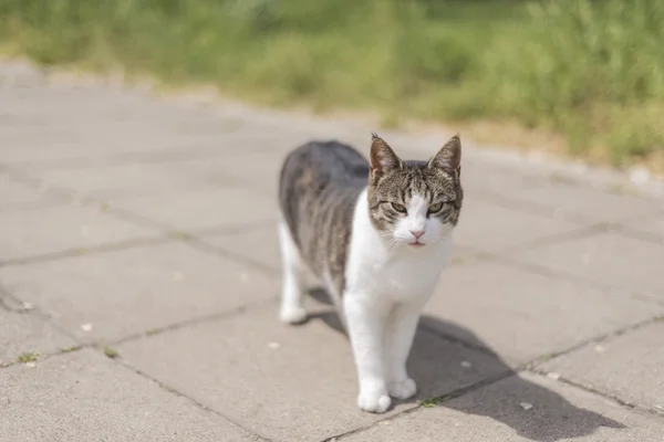 Cat promenad på gatan — Stockfoto