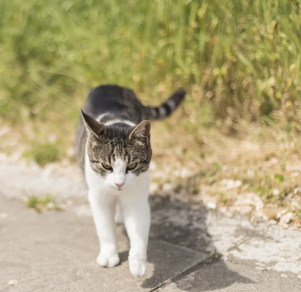 cat  walk on the  street