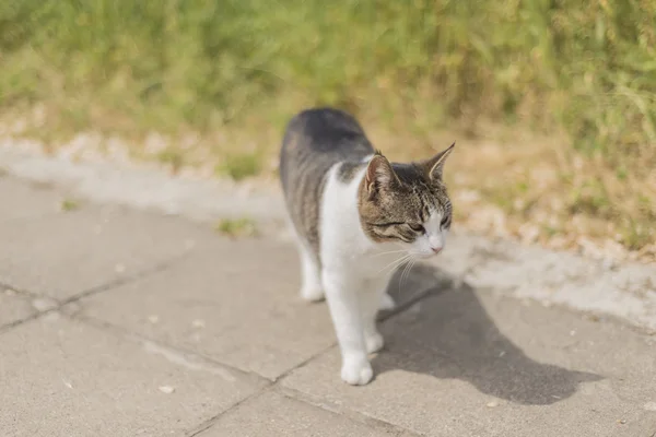 Cat  walk on the  street — Stock Photo, Image