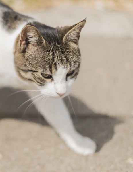 cat  walk on the  street