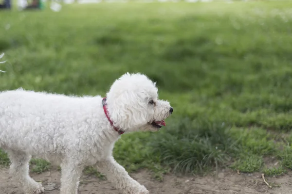 Poodle jogar ao ar livre — Fotografia de Stock