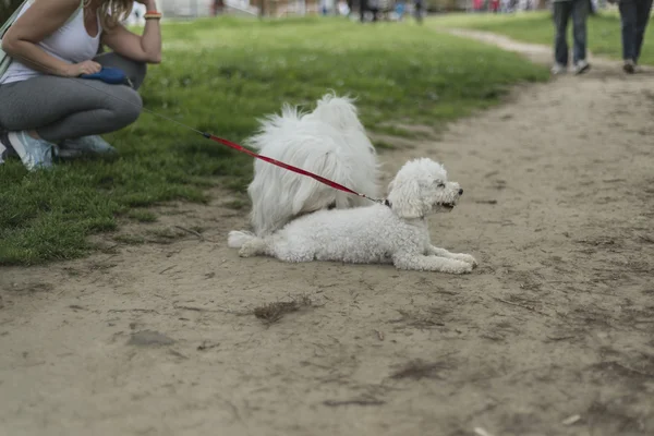 Poodle jogar ao ar livre — Fotografia de Stock