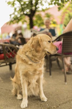 köpek yavrusu labrador oturma