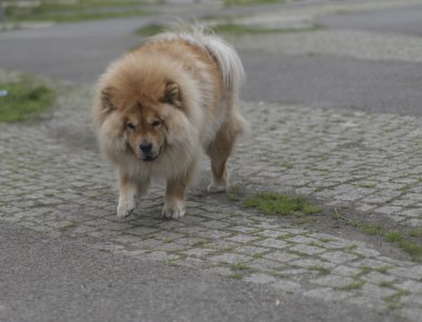 chow chow köpek