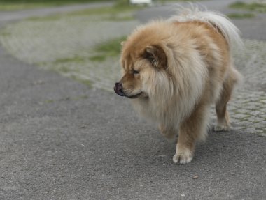 chow chow köpek