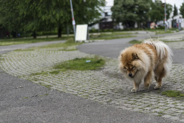 Un cane da mensa — Foto Stock