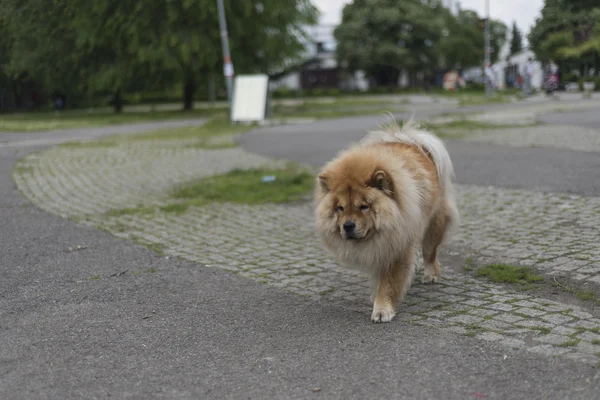 En chow chow hund — Stockfoto