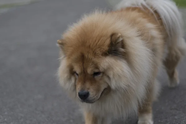 En chow chow hund — Stockfoto