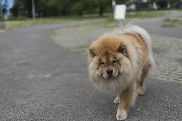 En chow chow hund — Stockfoto