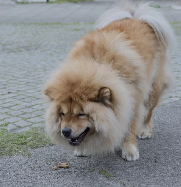 Chow chow hund — Stockfoto