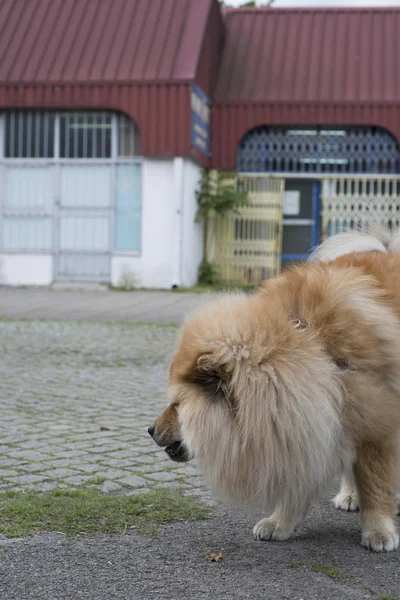 Chow chow hund — Stockfoto