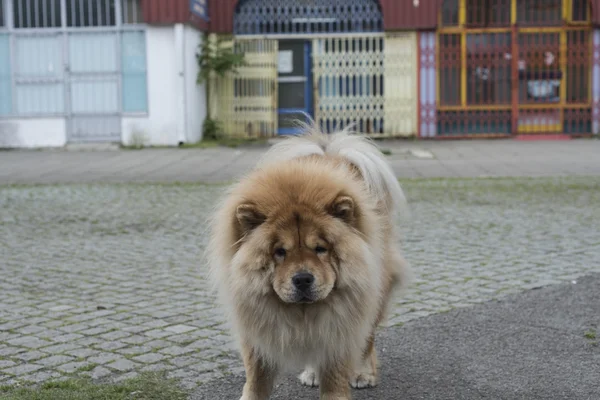 Chow chow hund — Stockfoto