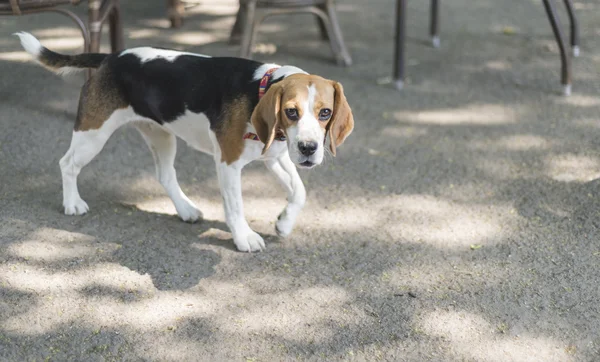 Beagle filhote de cachorro andando — Fotografia de Stock