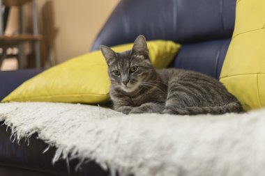 Kanepede tembel kedi