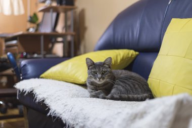 Kanepede tembel kedi