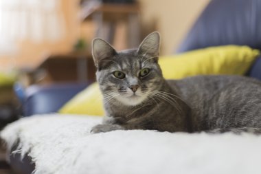 Kanepede tembel kedi