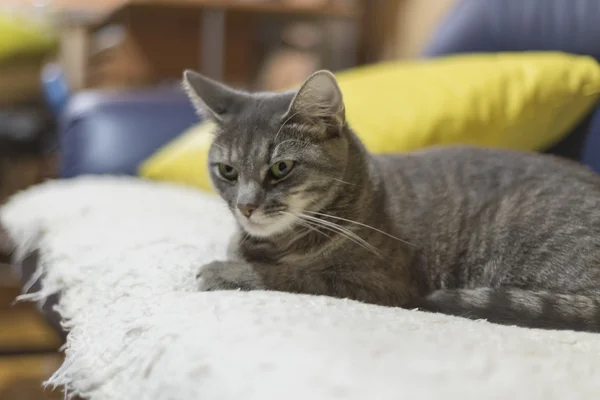 Lazy  cat on couch — Stock Photo, Image