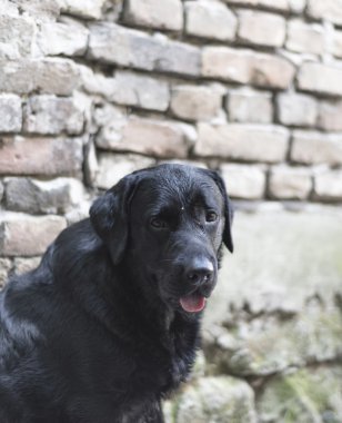 Siyah labrador yavrusu