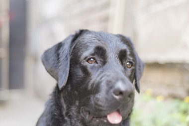 Siyah labrador yavrusu