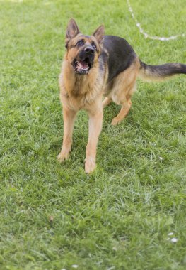 Alman çoban köpeği.