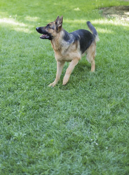 Cão pastor alemão — Fotografia de Stock