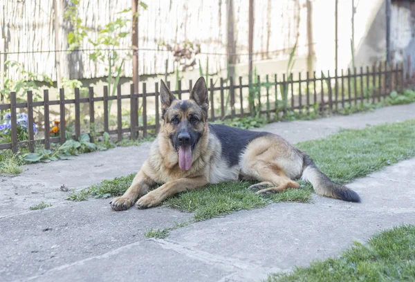 German shepherd dog — Stock Photo, Image