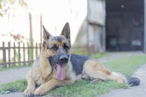 Cão pastor alemão — Fotografia de Stock