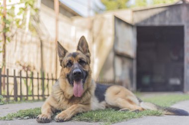 Alman çoban köpeği.