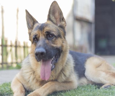 Alman çoban köpeği.