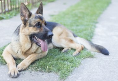 Alman çoban köpeği.