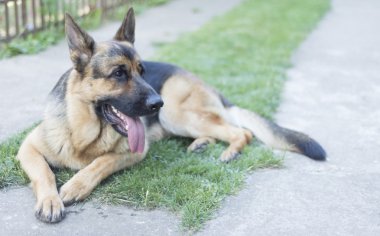 Alman çoban köpeği.