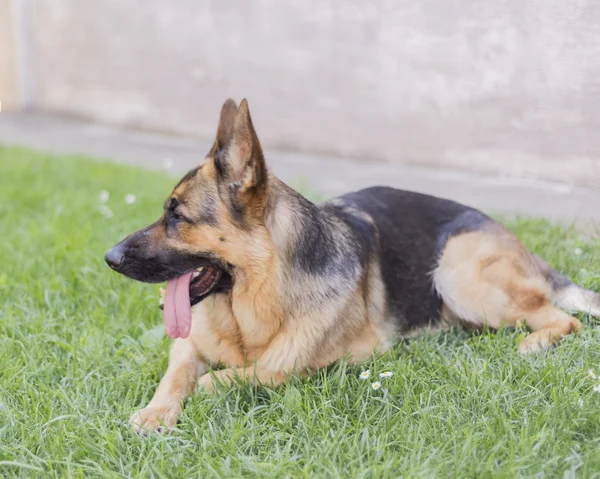 Alman çoban köpeği. — Stok fotoğraf