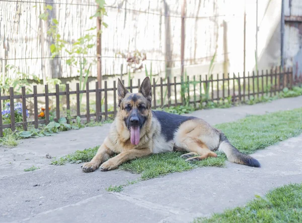 Alman çoban köpeği. — Stok fotoğraf