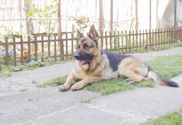 Alman çoban köpeği. — Stok fotoğraf