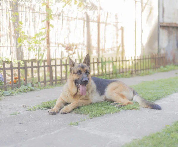 German shepherd dog — Stock Photo, Image