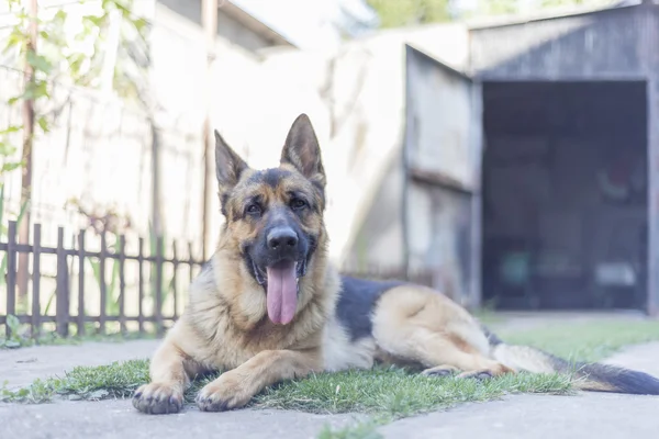 Cão pastor alemão — Fotografia de Stock